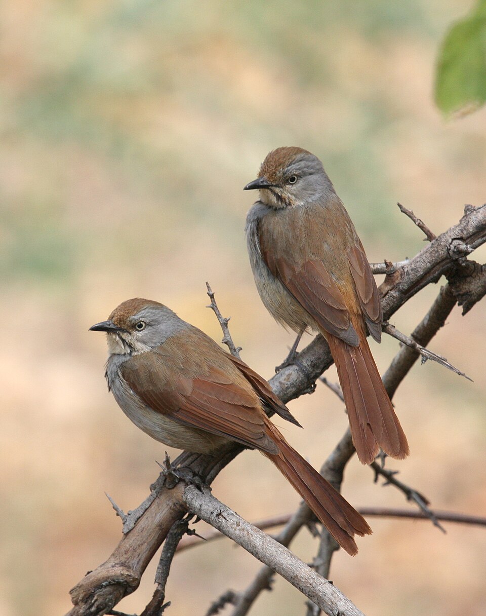 Collared Palm-Thrush
