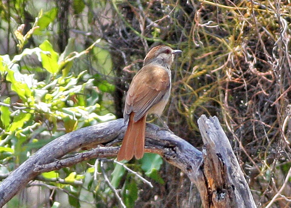 Rufous-tailed Palm-Thrush