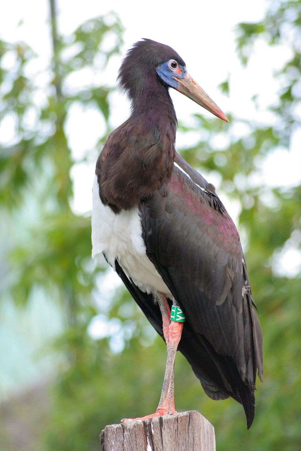 Abdim's Stork