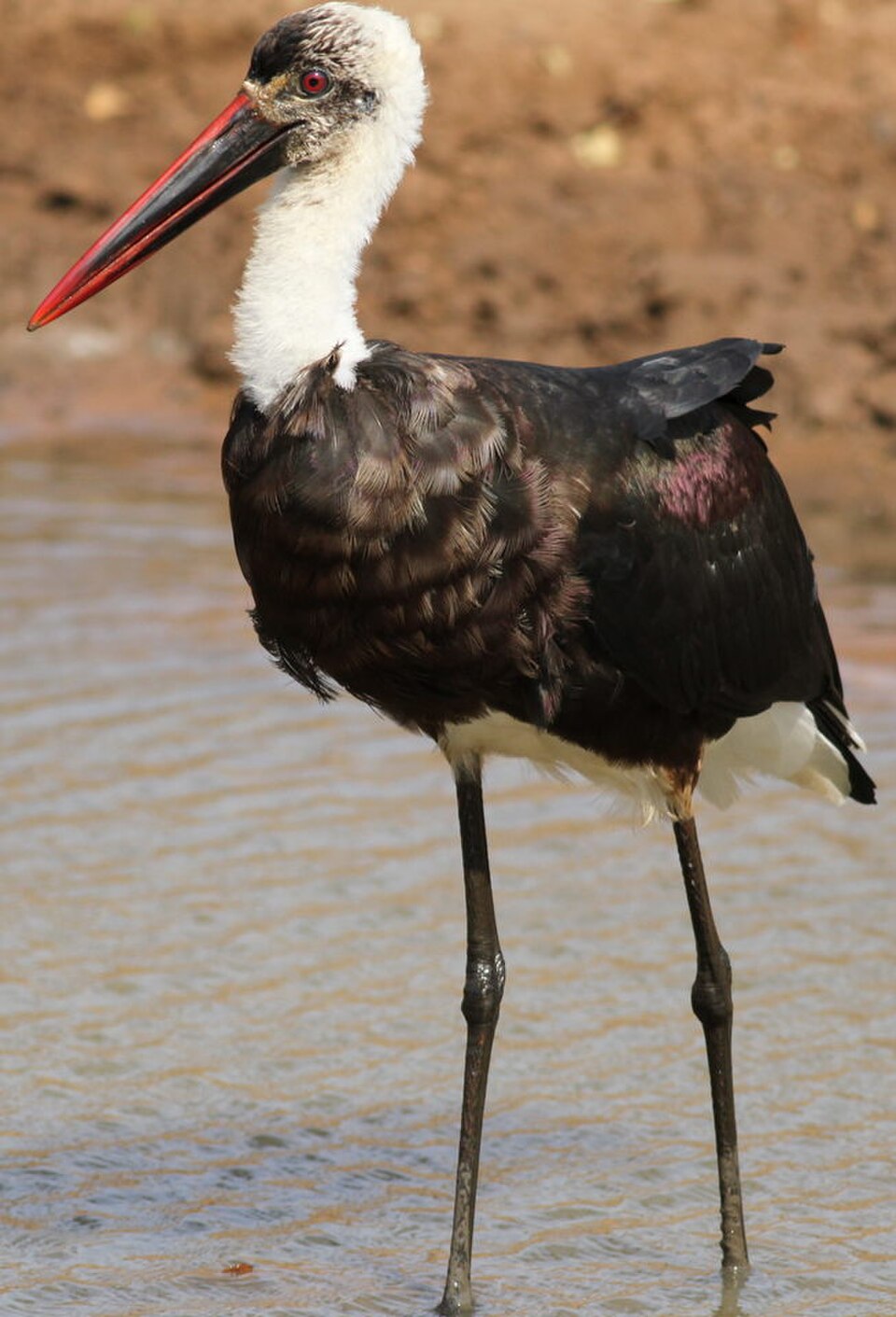 African woollyneck