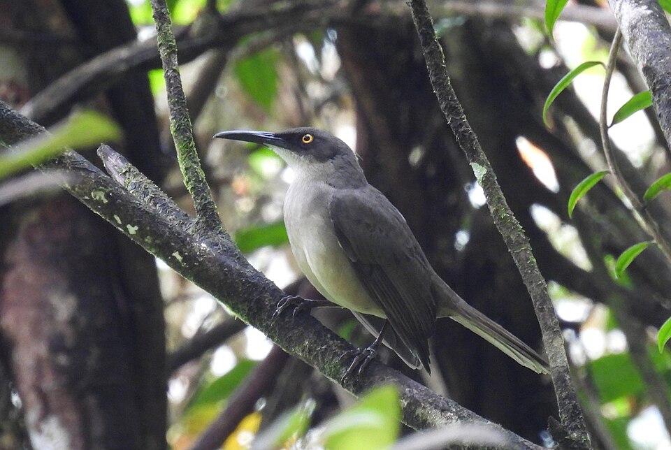 Gray Trembler