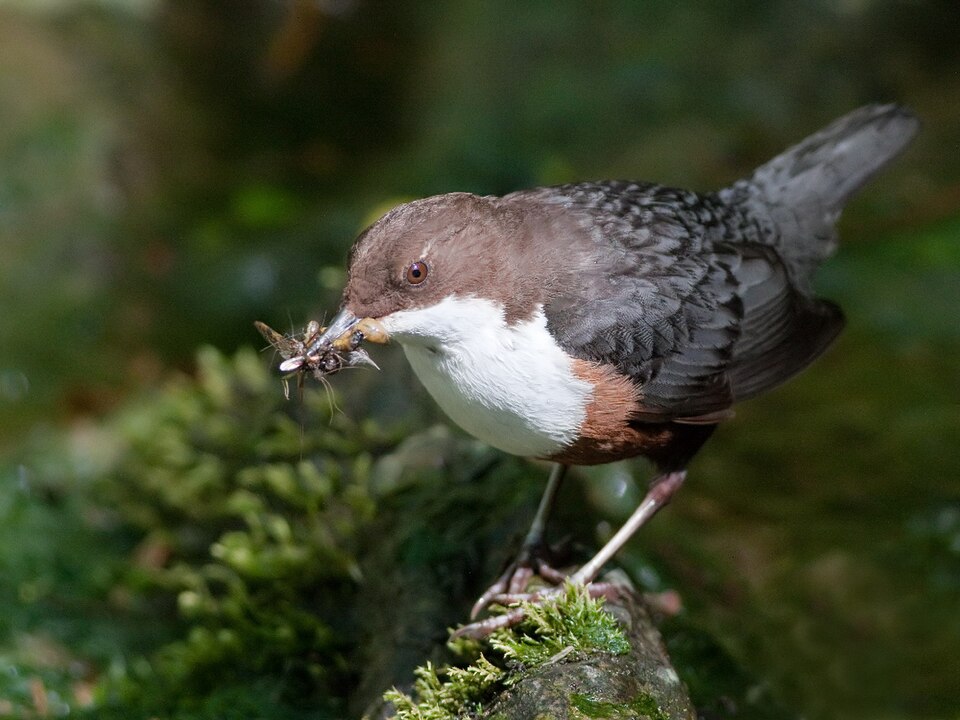 White-throated Dipper