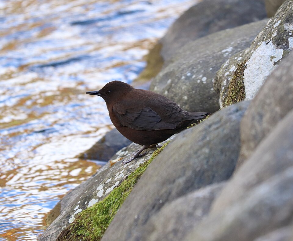 Brown Dipper