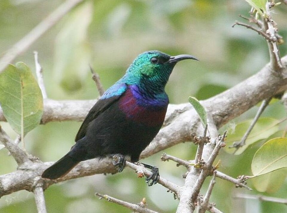 Purple-banded Sunbird