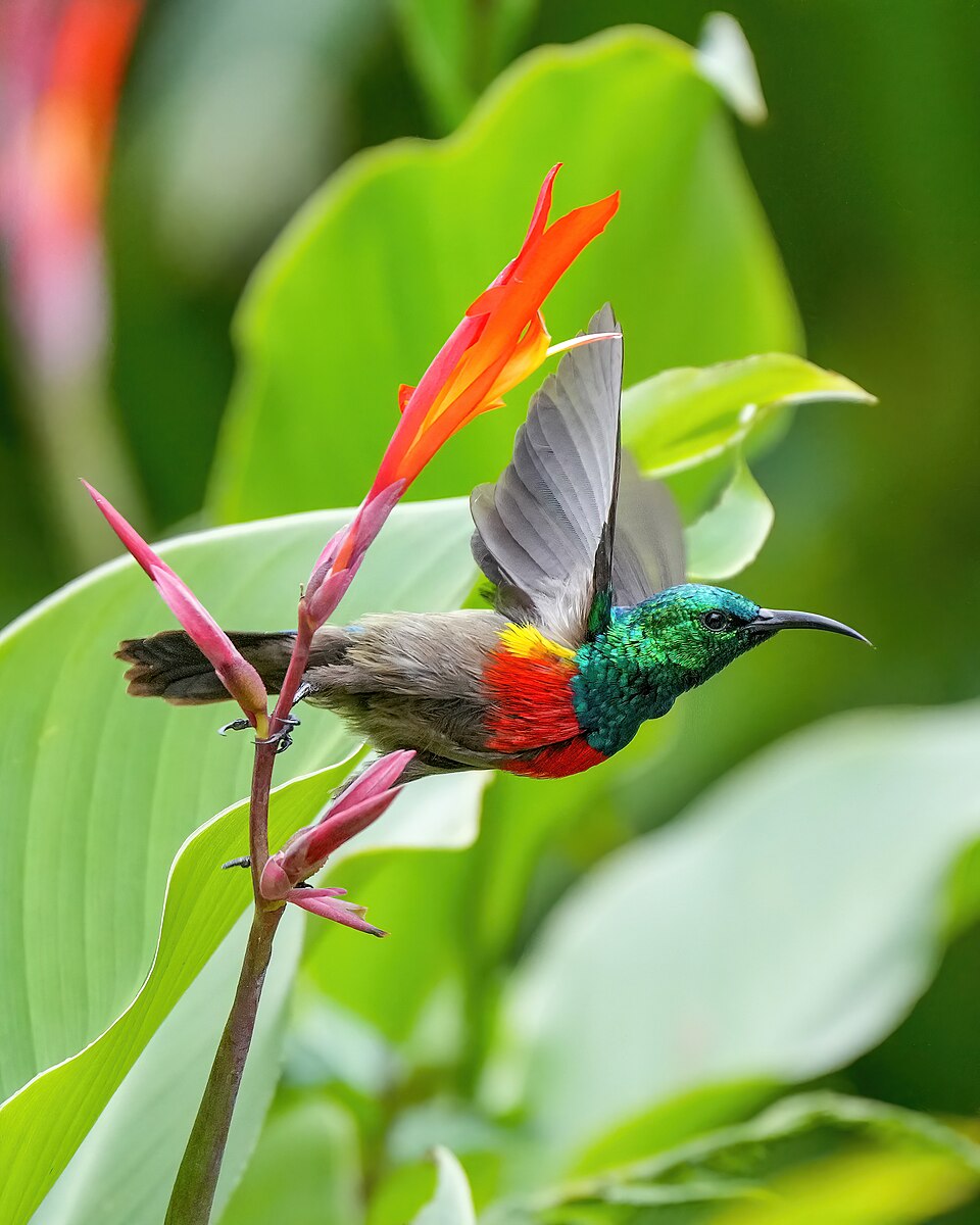 Olive-bellied Sunbird