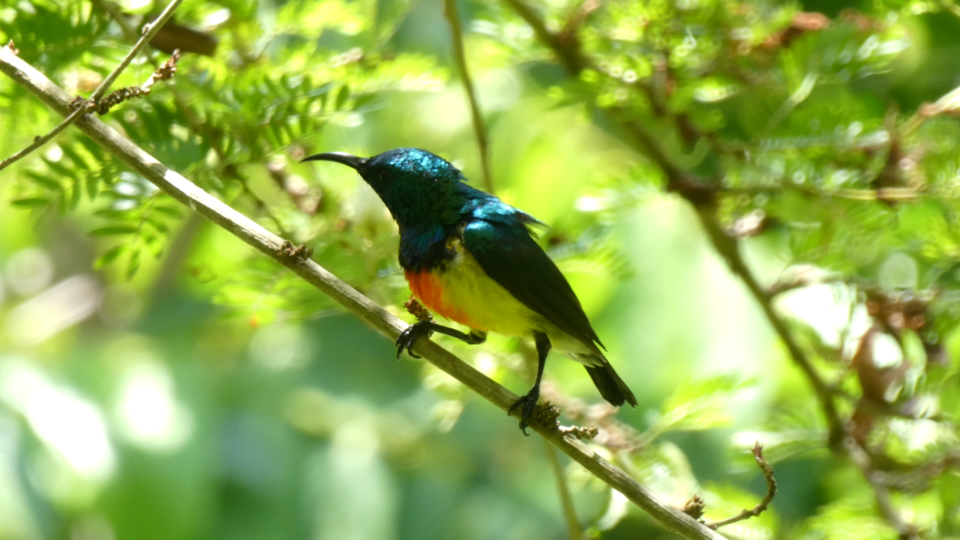Mayotte Sunbird