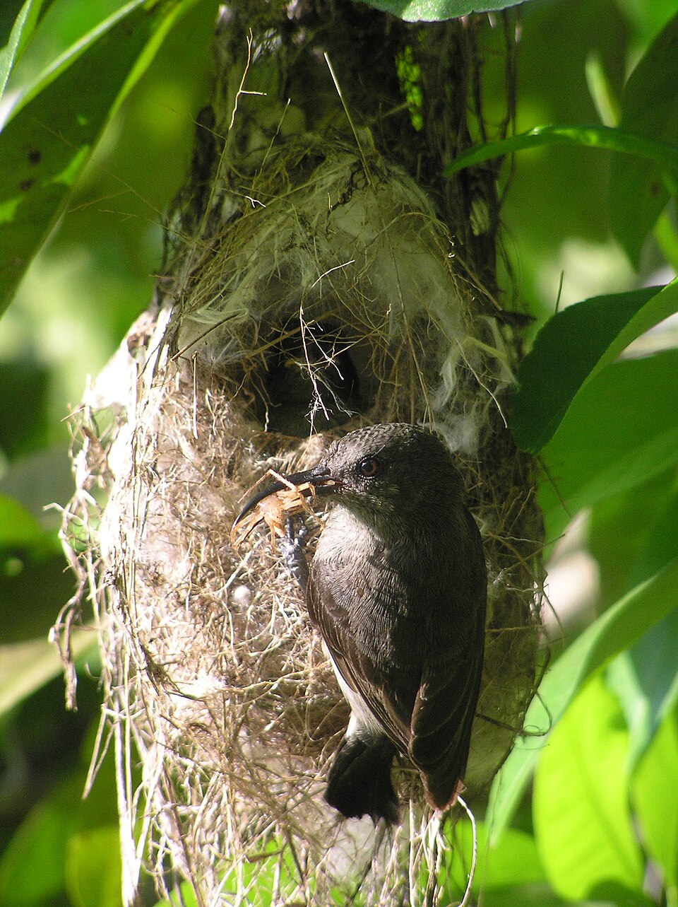 Seychelles Sunbird