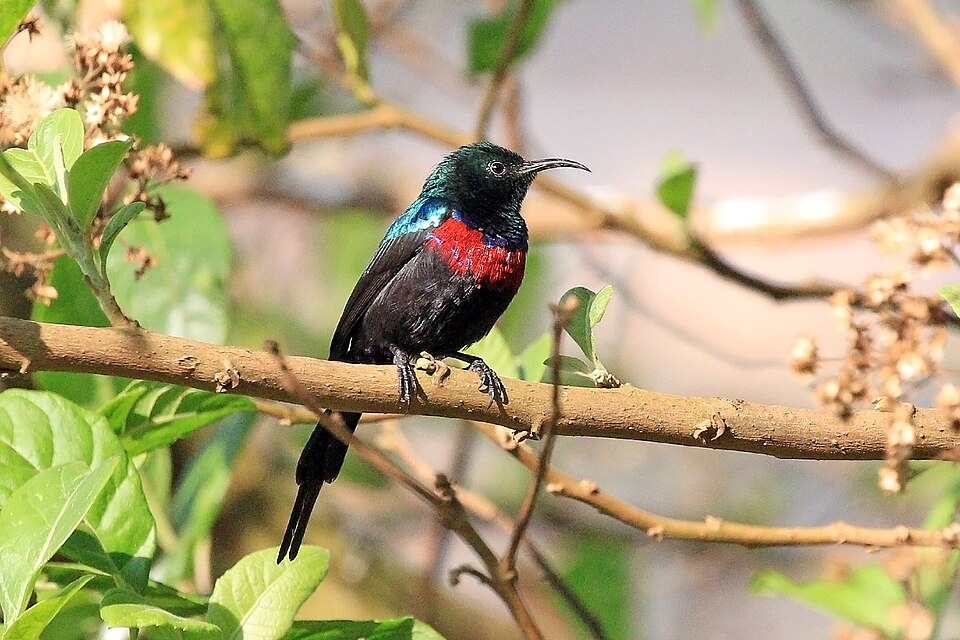 Red-chested Sunbird