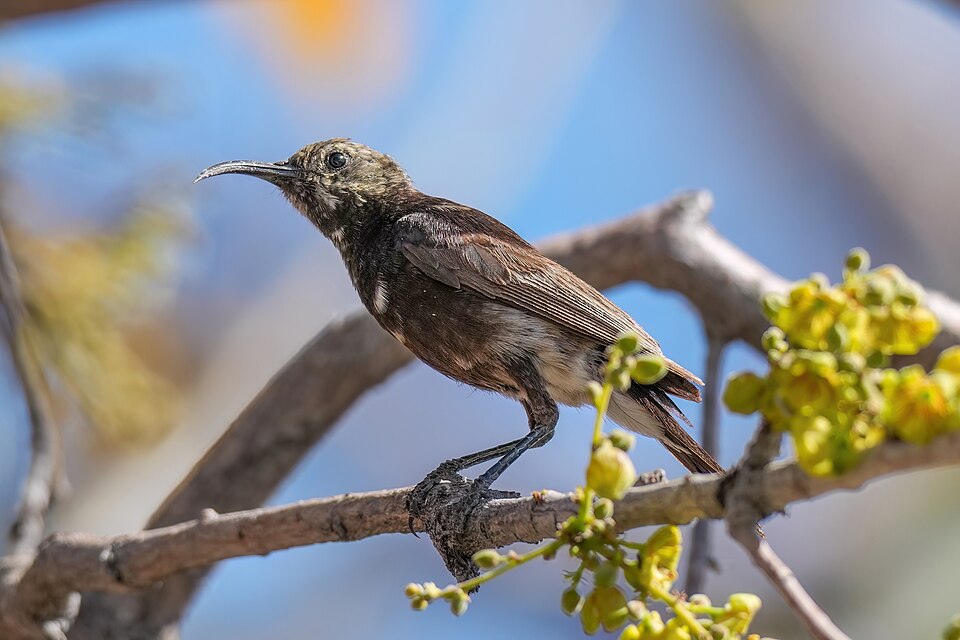 Dusky Sunbird