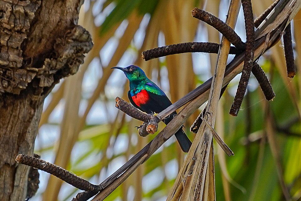 Shining Sunbird