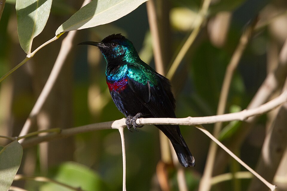 Arabian Sunbird
