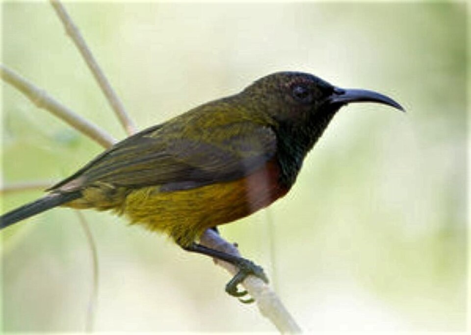 Humblot's Sunbird