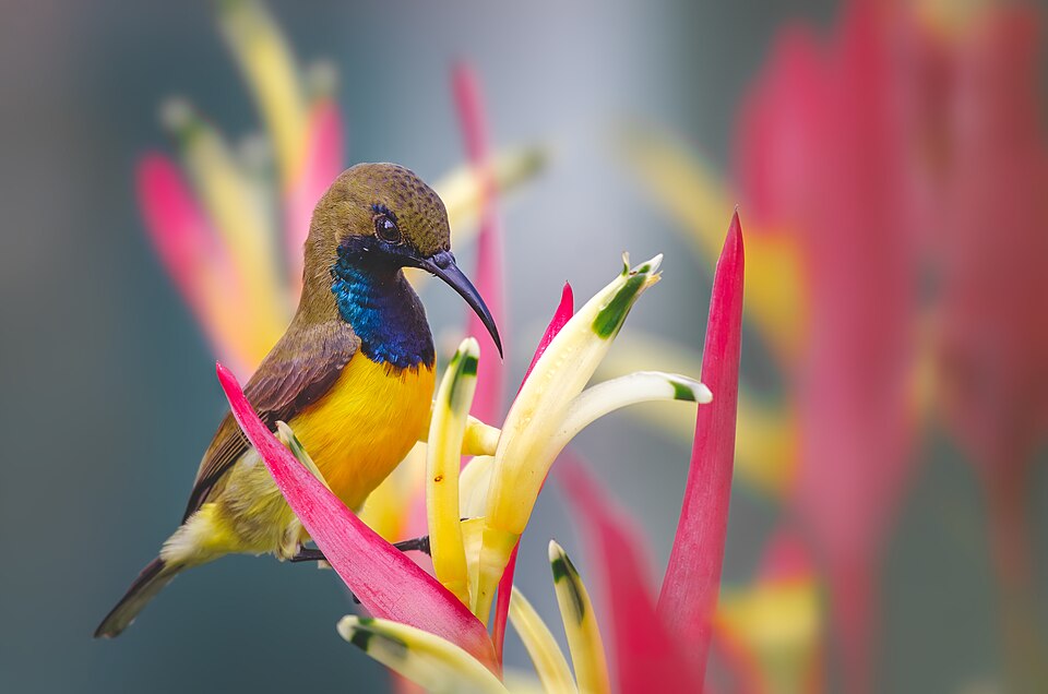 Olive-backed Sunbird