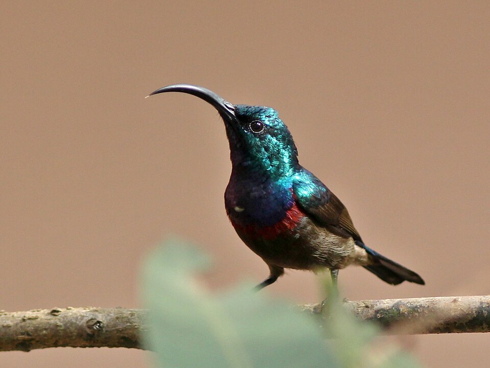 Long-billed Sunbird