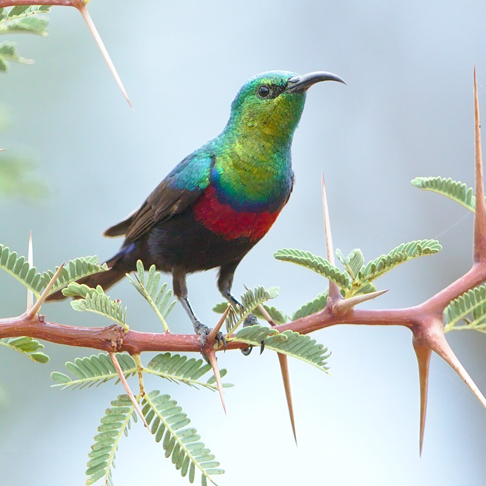 Mariqua Sunbird