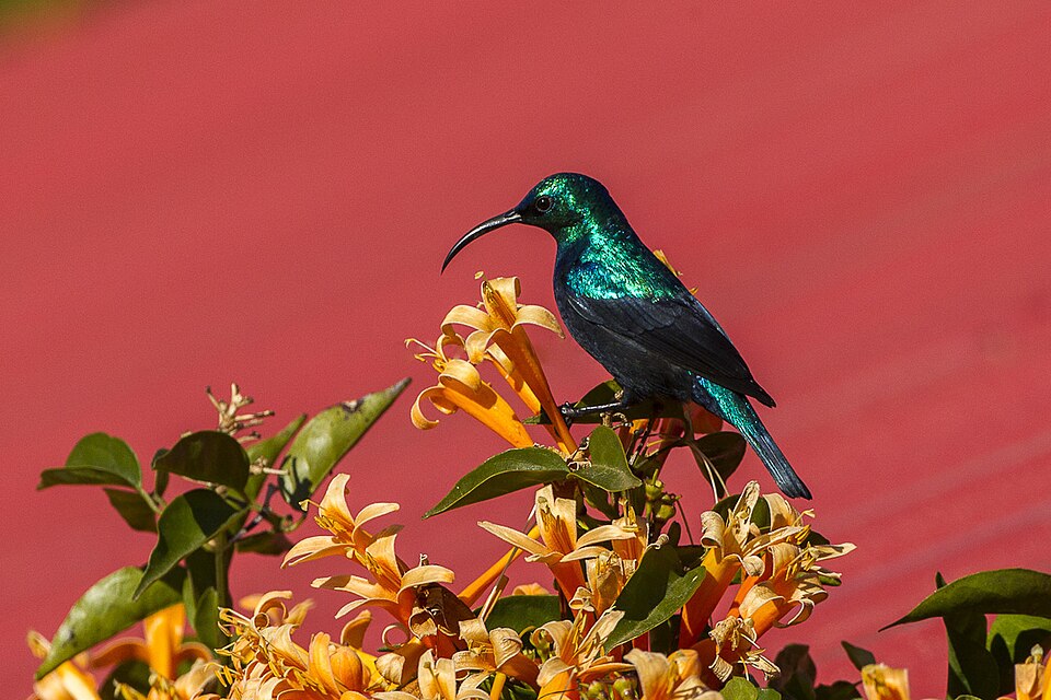 Madagascar Sunbird