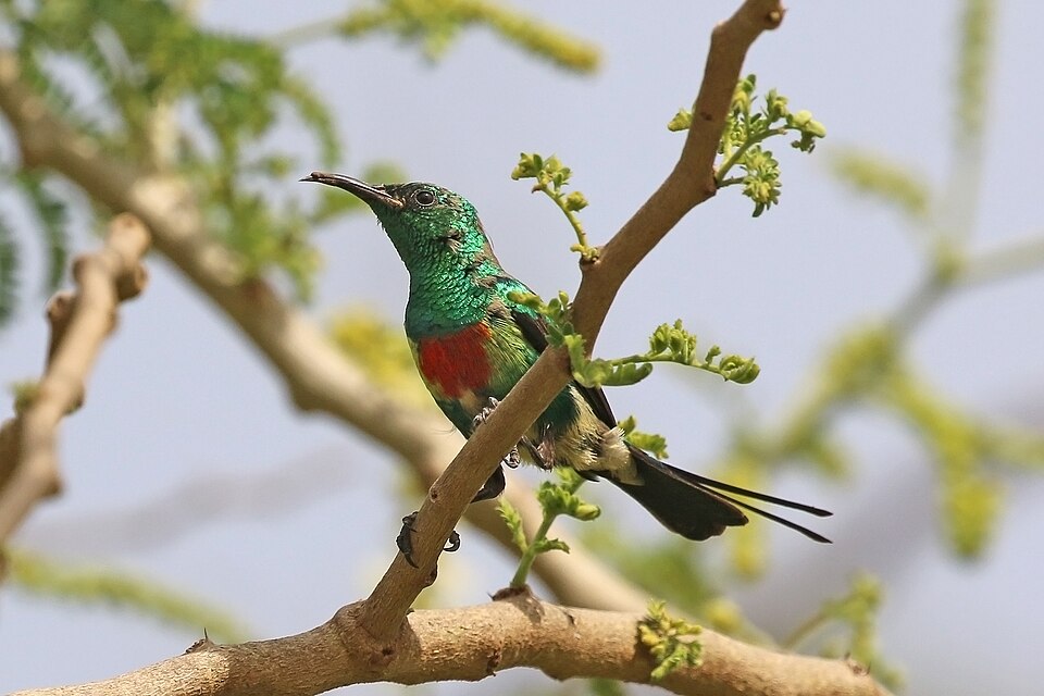 Beautiful Sunbird