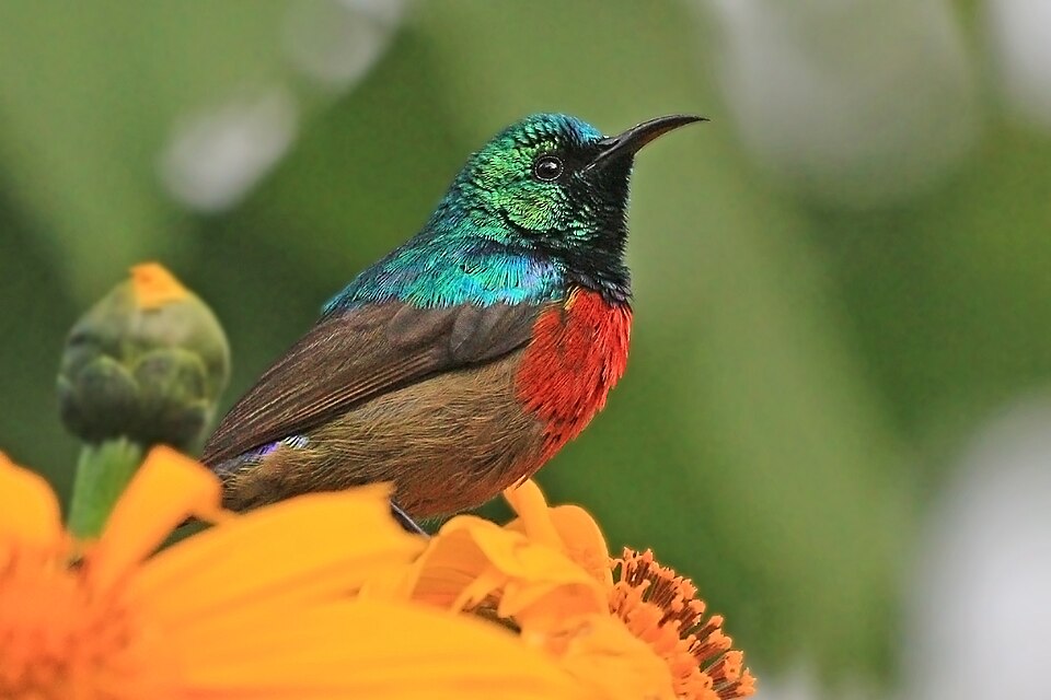 Northern Double-collared Sunbird
