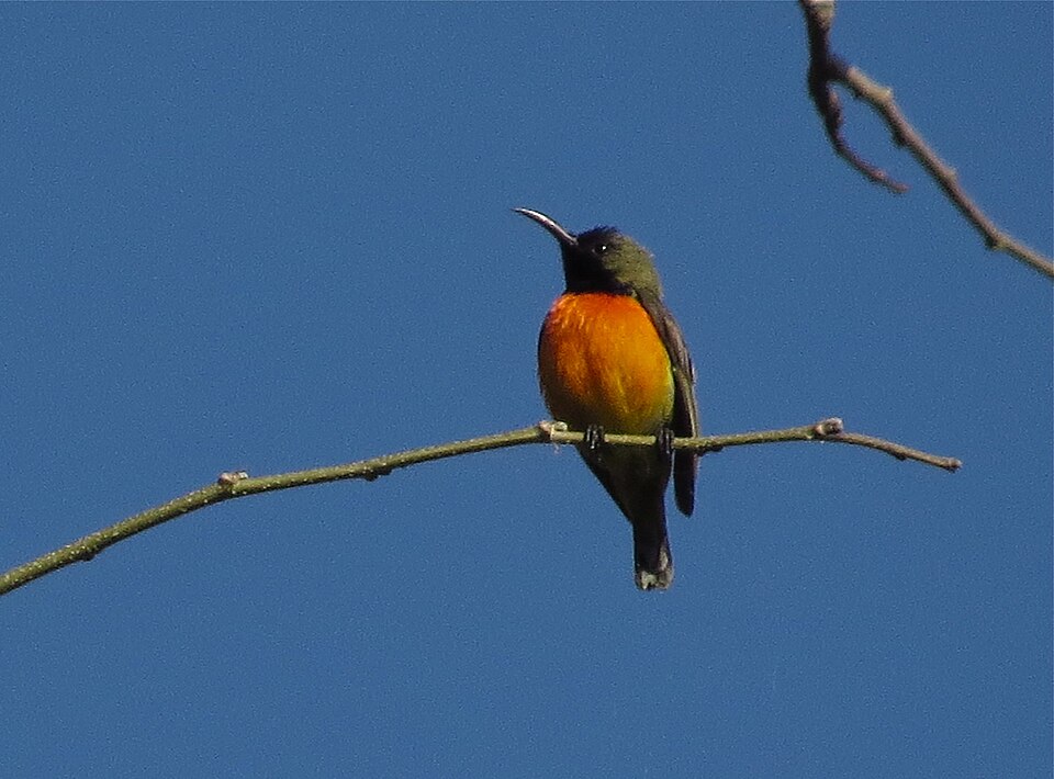 Flame-breasted Sunbird