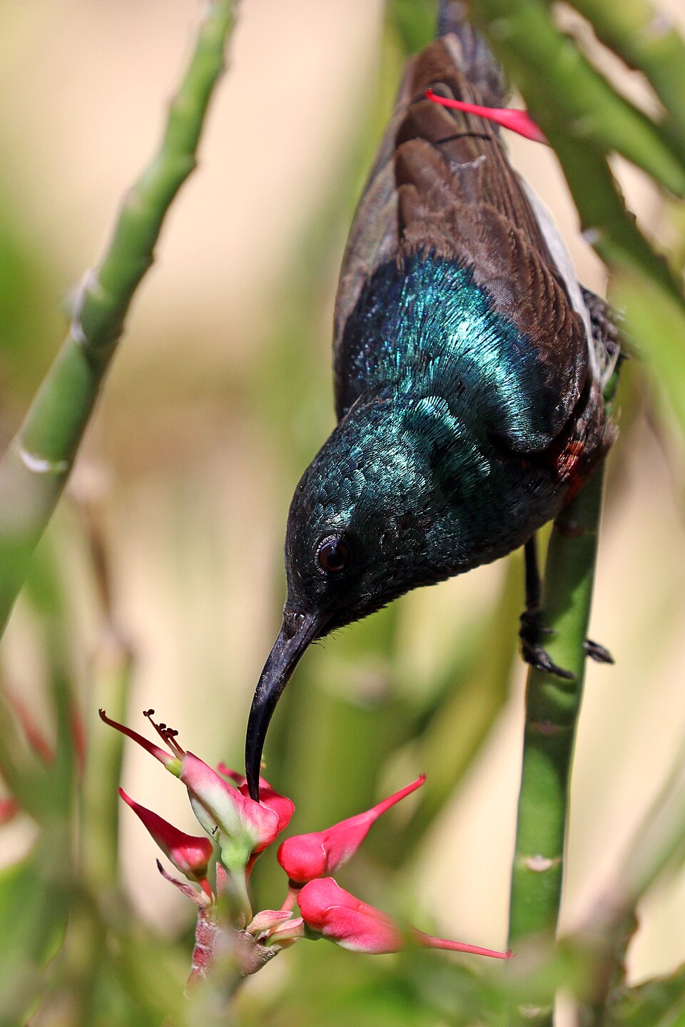 Souimanga Sunbird