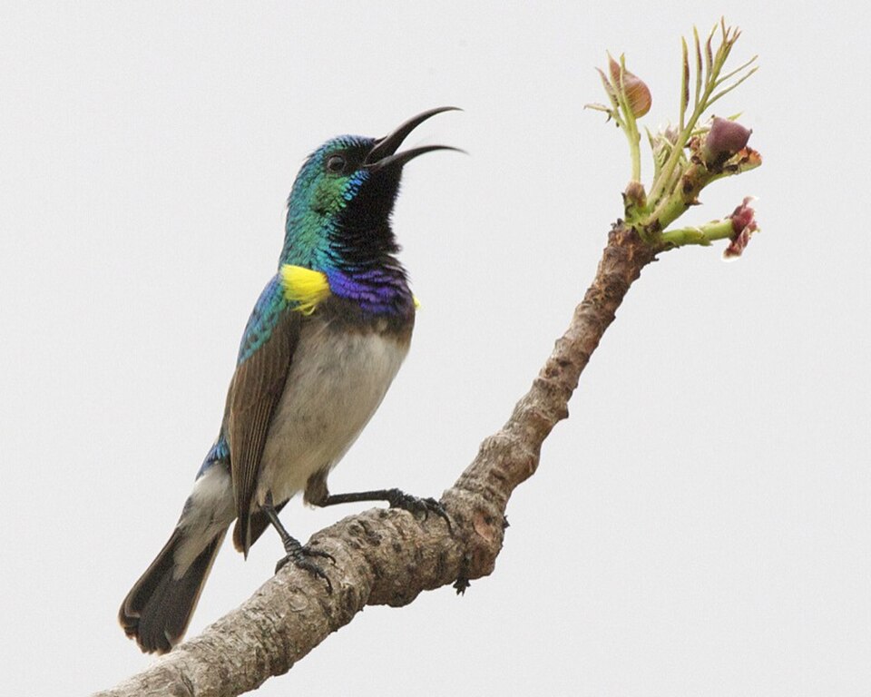 White-breasted Sunbird