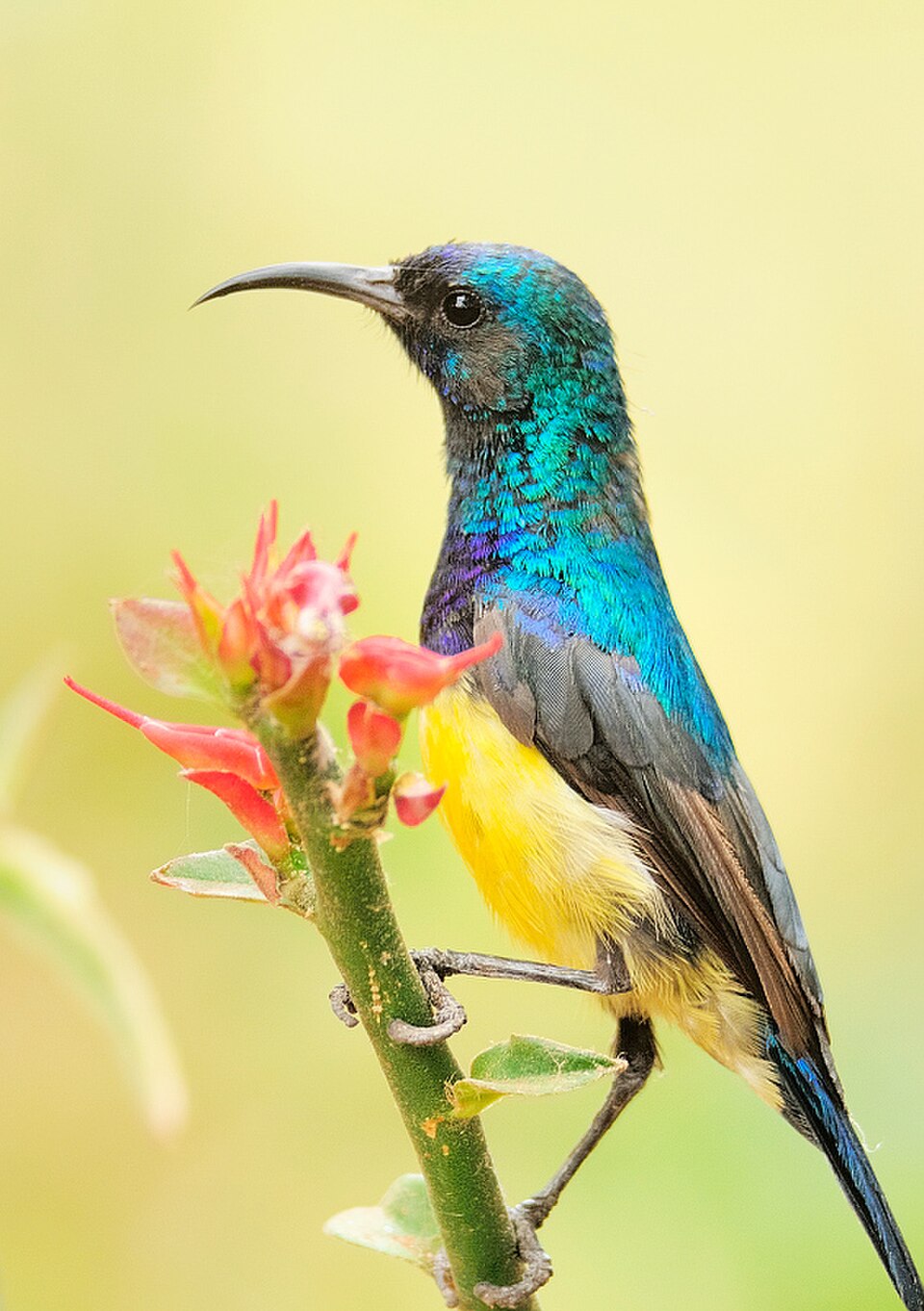 Variable Sunbird