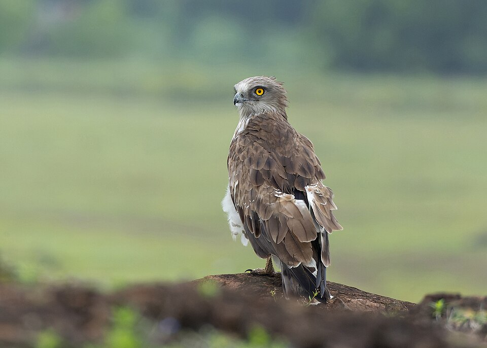 Short-toed Snake-Eagle