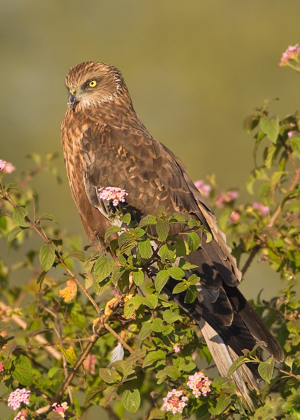 Eurasian Marsh-Harrier