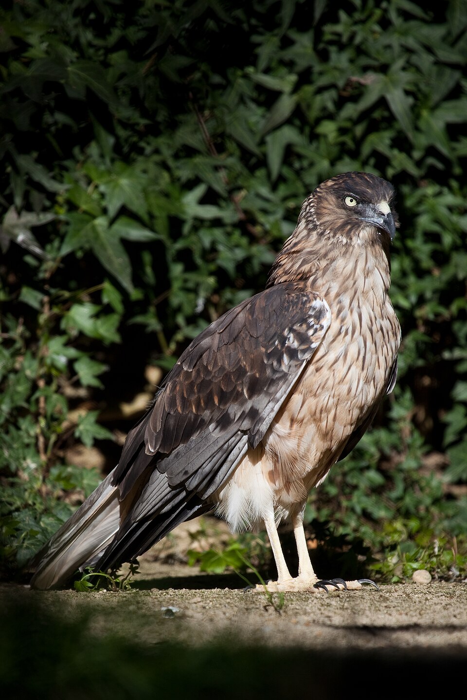 Swamp Harrier