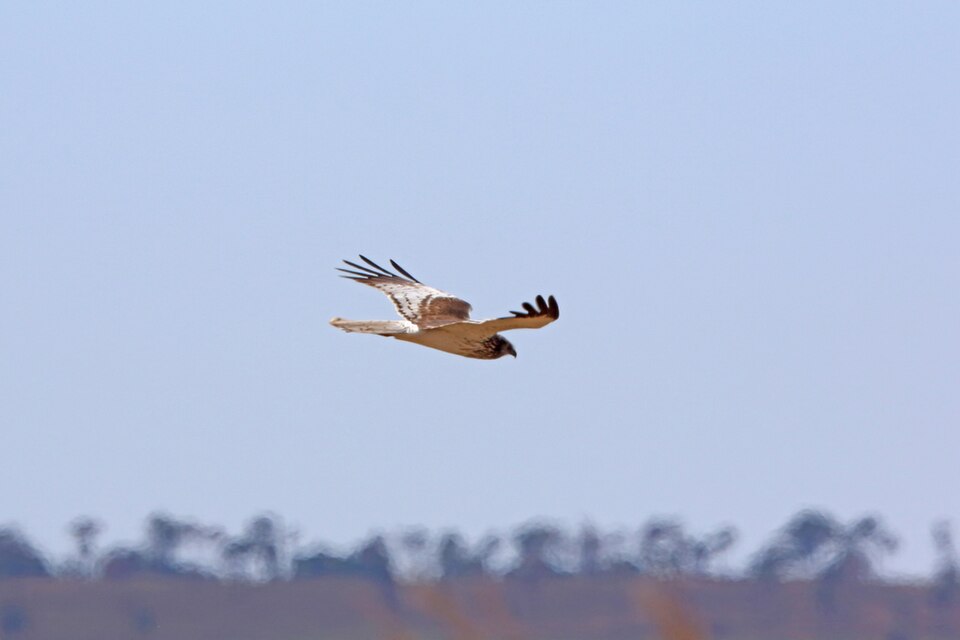 Madagascar marsh-harrier
