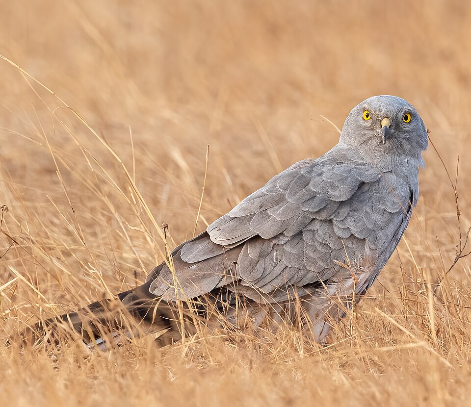 Montagu's Harrier