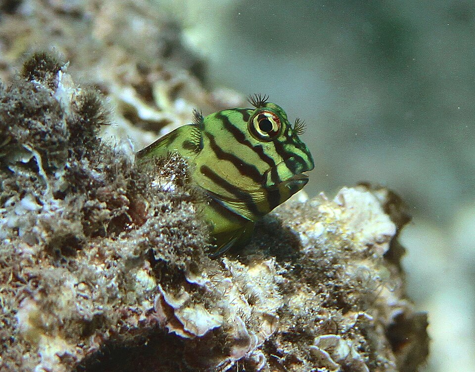 Muzzled Rockskipper