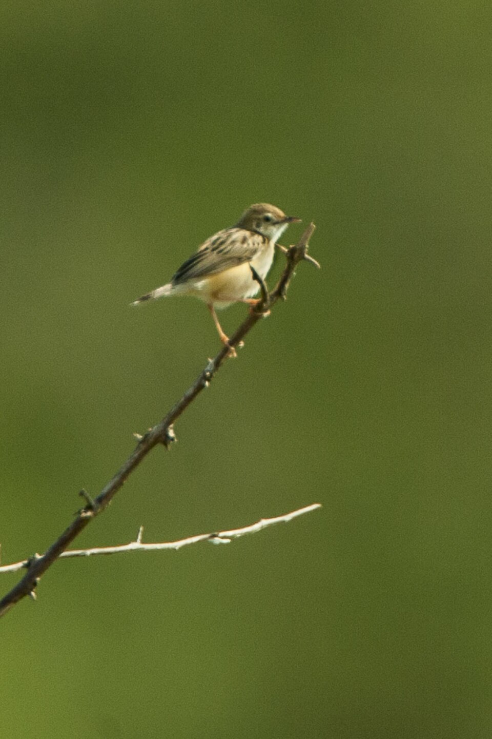 Siffling Cisticola