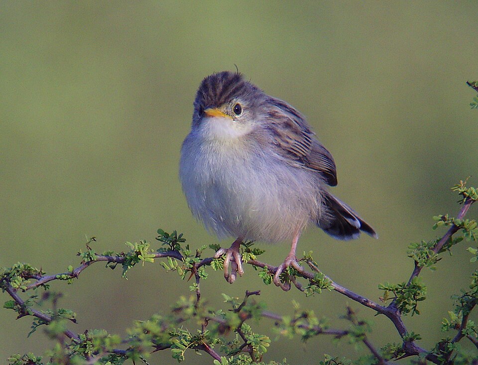 Madagascar Cisticola