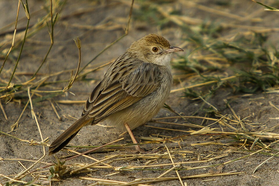 Rattling Cisticola