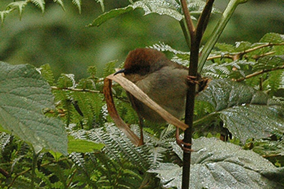 Chubb's Cisticola