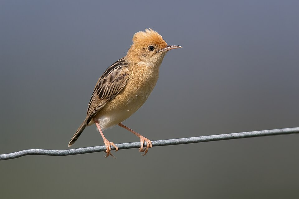 Golden-headed Cisticola