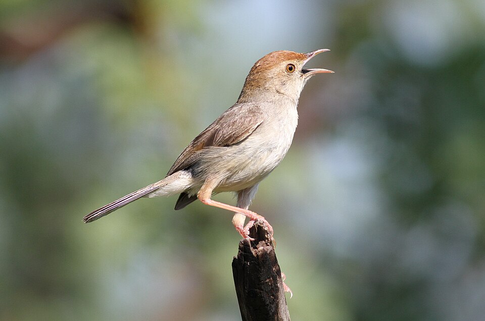 Piping Cisticola