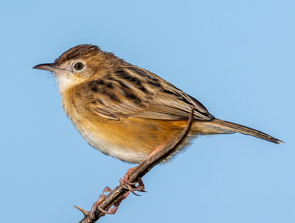 Zitting Cisticola
