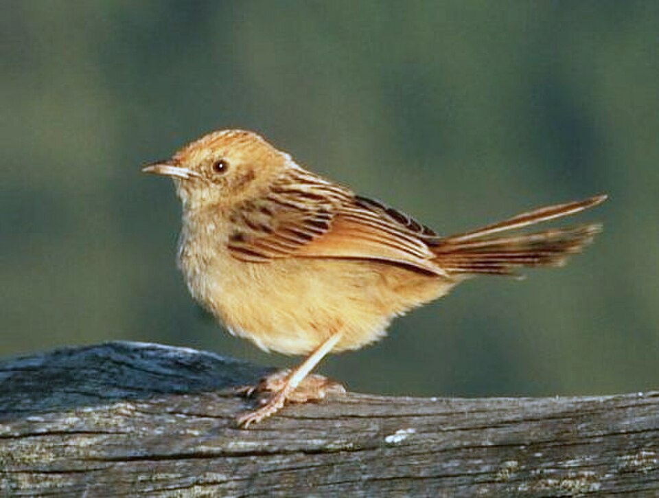 Wailing Cisticola