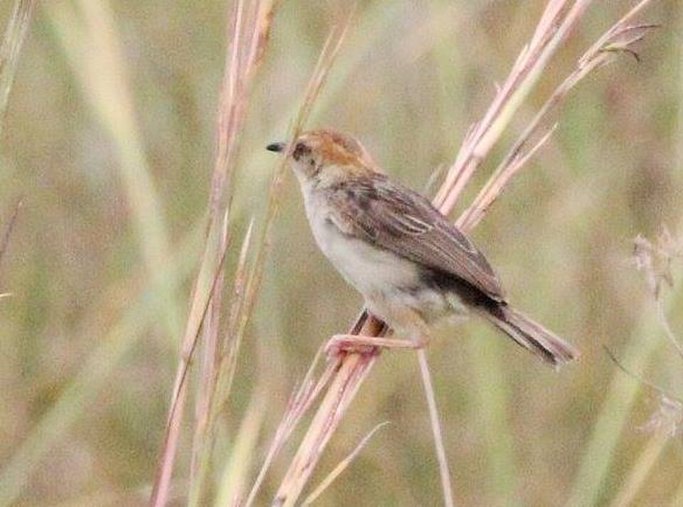 Winding Cisticola