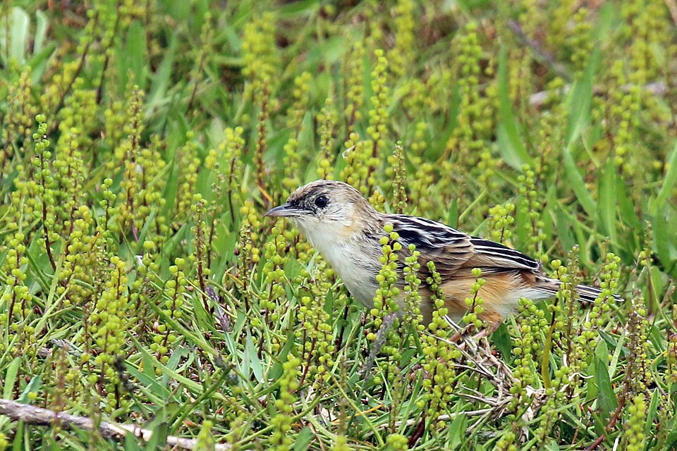 Croaking Cisticola