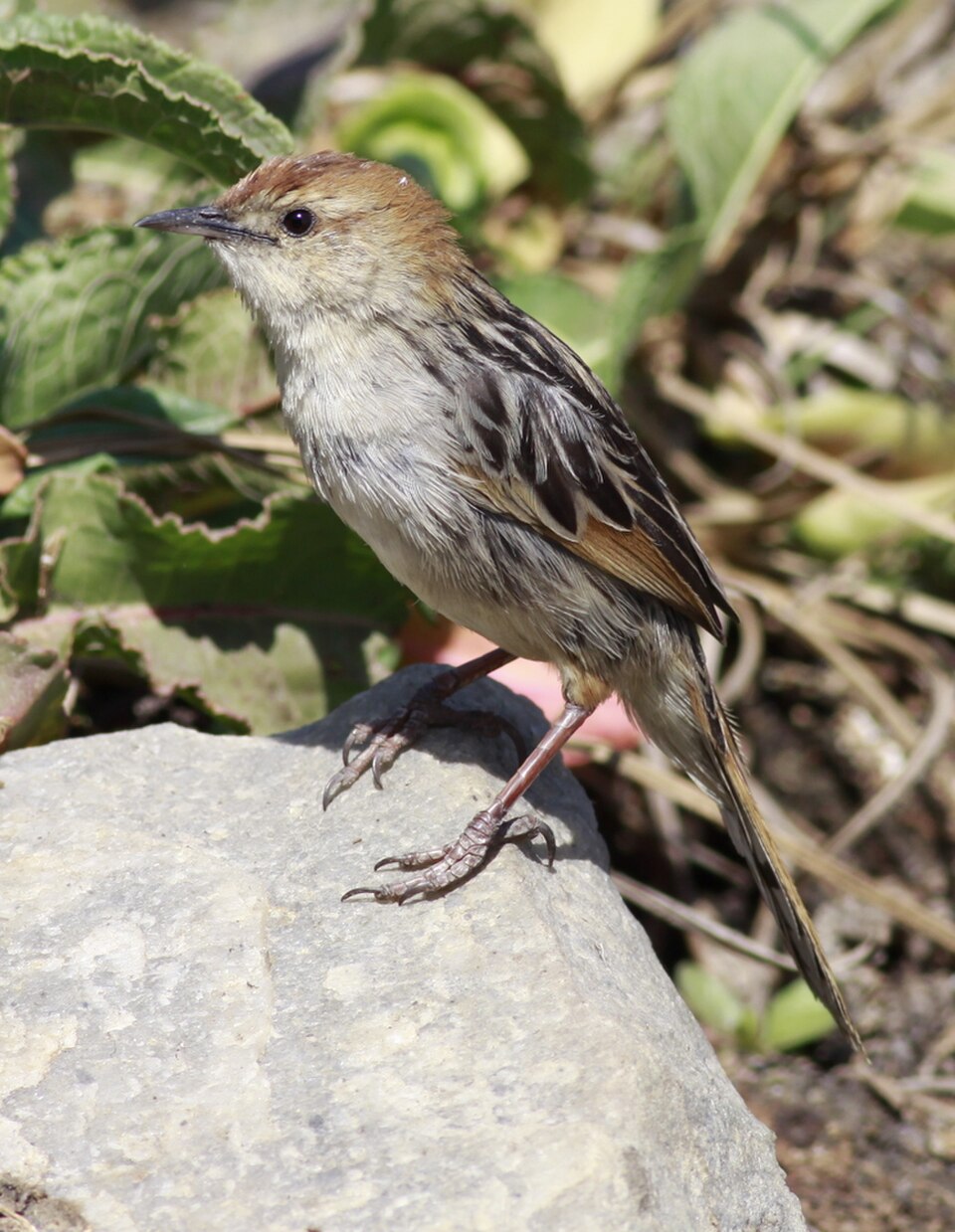 Levaillant's Cisticola
