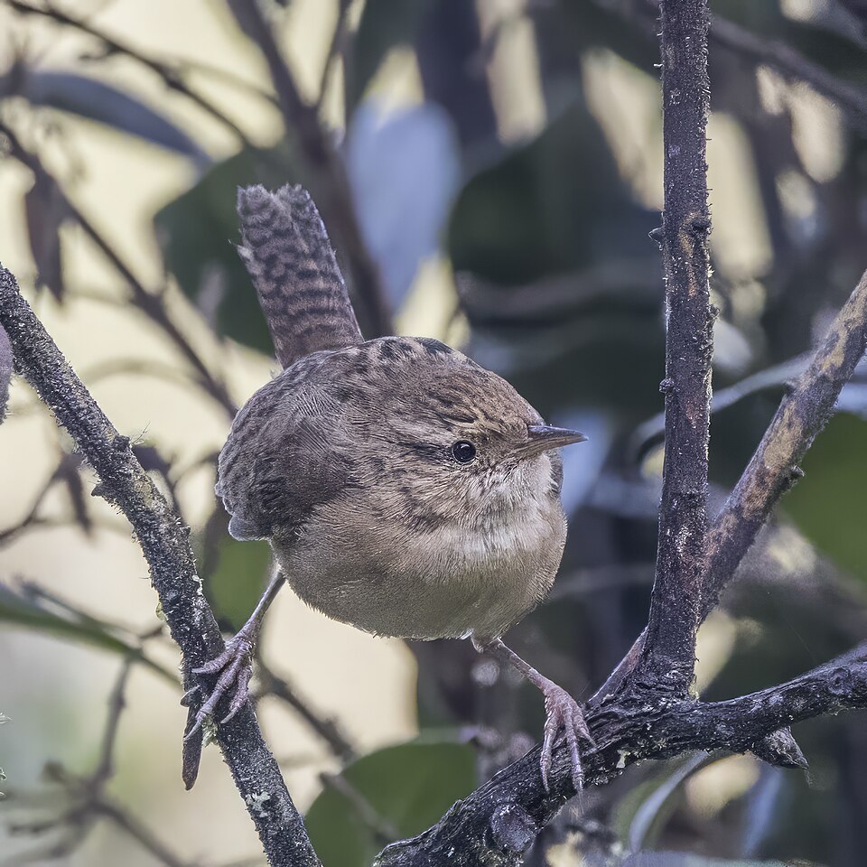 Sedge Wren