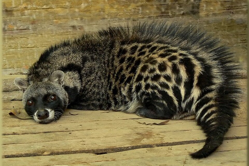 civet cat
