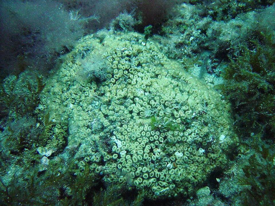 cladocora