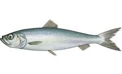 Atlantic herring, Herring