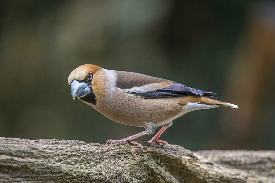Hawfinch