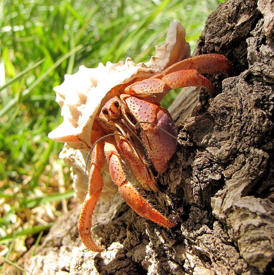 Caribbean Hermit Crab
