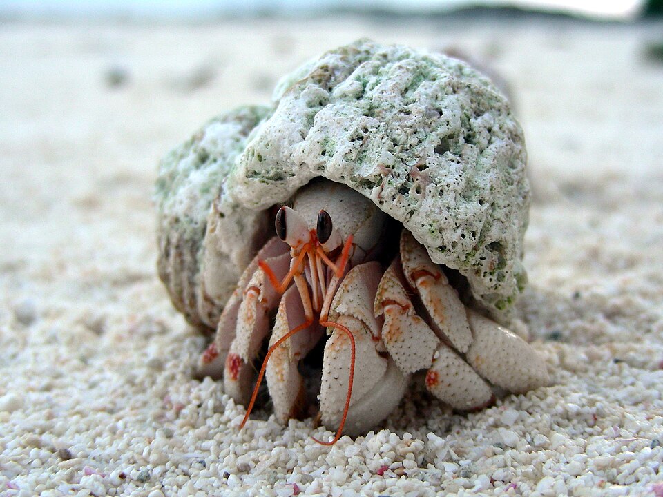 Red Hermit Crab